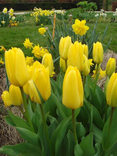 Tulipa fosteriana 'Candela'